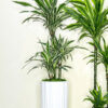 Office6-2 Warneckii Dracaena Planted White Pot