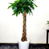 Office8 Potted Braided Pachira or Money Tree | XL Planted in Ceramic White Pot
