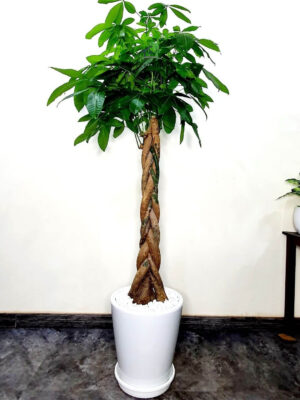Potted Braided Pachira or Money Tree | XL Planted in Ceramic White Pot