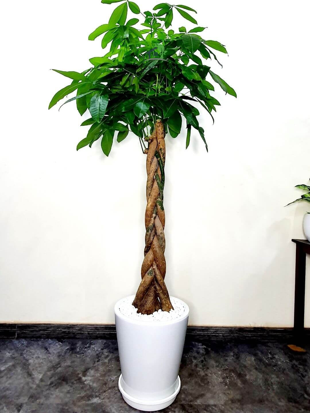 Potted Braided Pachira or Money Tree | XL Planted in Ceramic White Pot