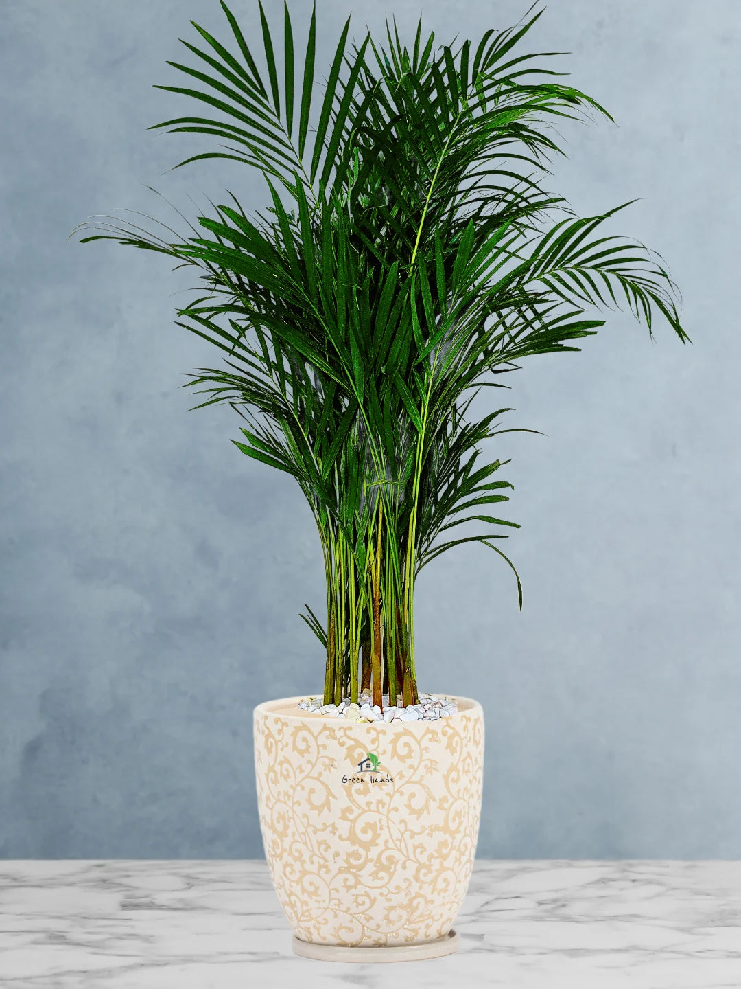 Large Potted Areca Palms - The Ultimate Air-Purifying Plant & Our Best Seller - Image 5