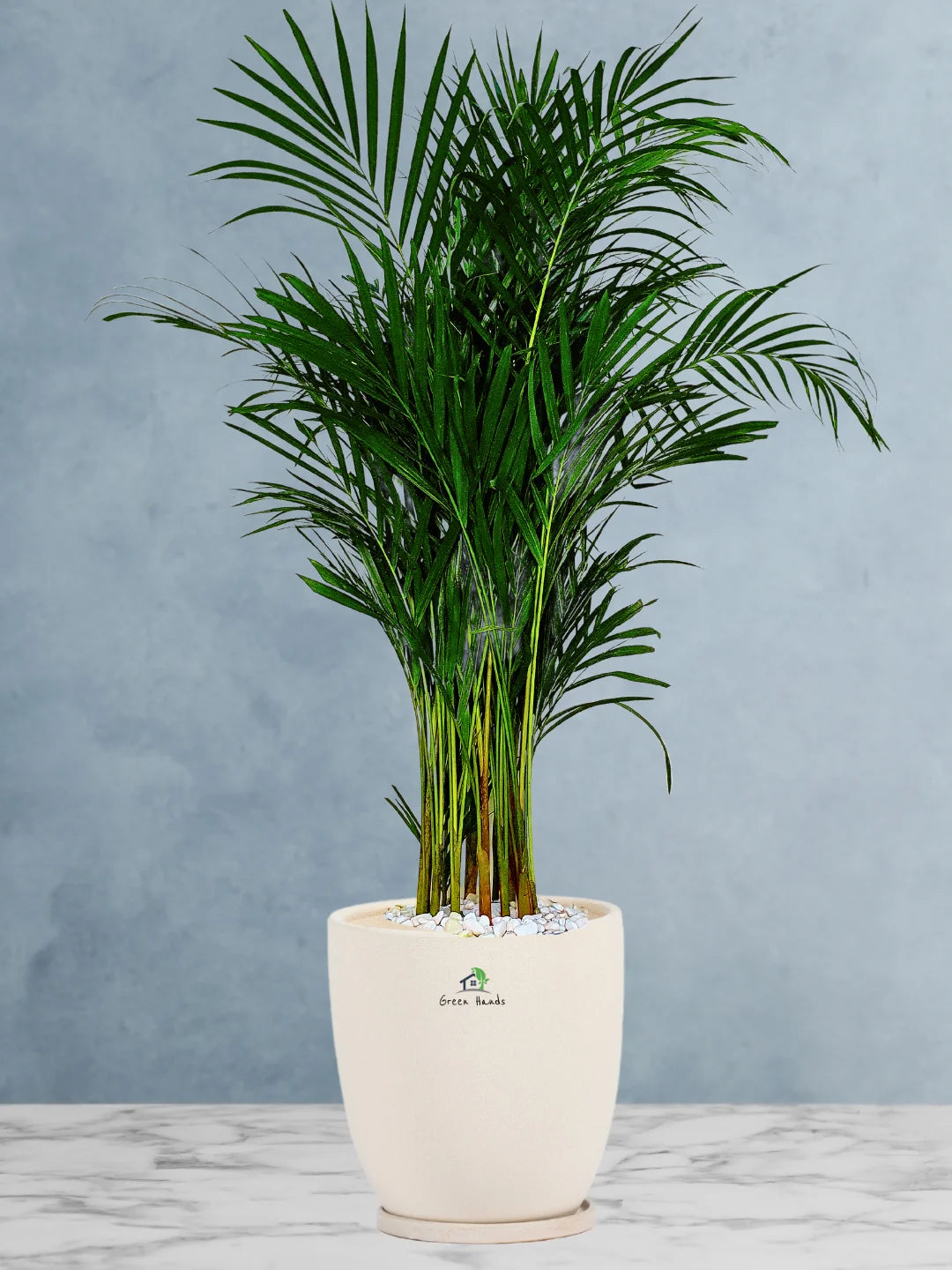 Large Potted Areca Palms - The Ultimate Air-Purifying Plant & Our Best Seller - Image 6