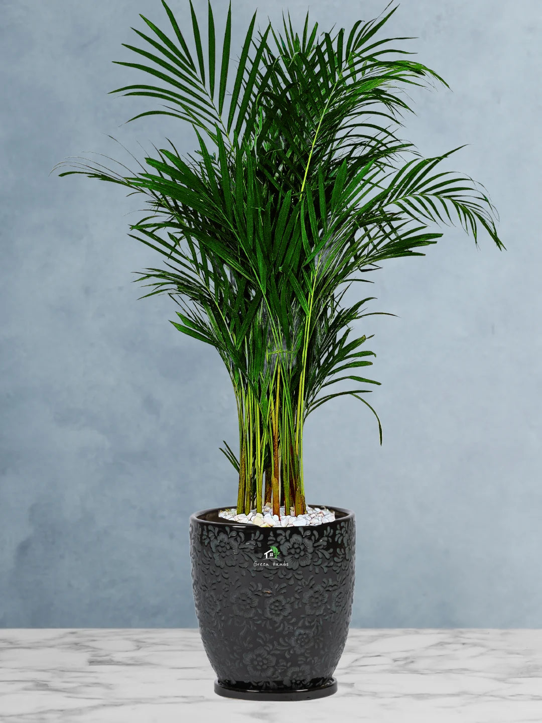 Large Potted Areca Palms - The Ultimate Air-Purifying Plant & Our Best Seller - Image 7