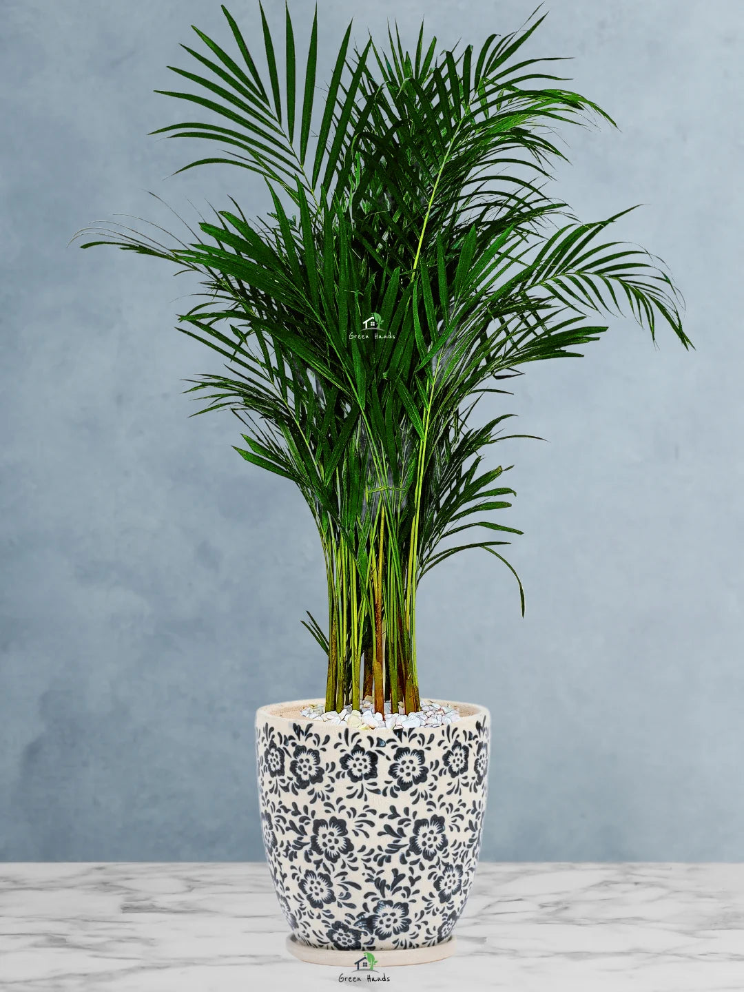 Large Potted Areca Palms - The Ultimate Air-Purifying Plant & Our Best Seller - Image 3