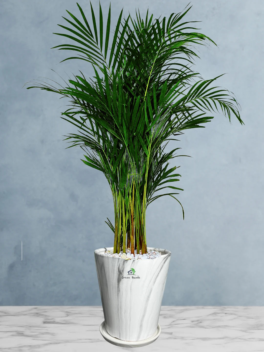Large Potted Areca Palms - The Ultimate Air-Purifying Plant & Our Best Seller - Image 18