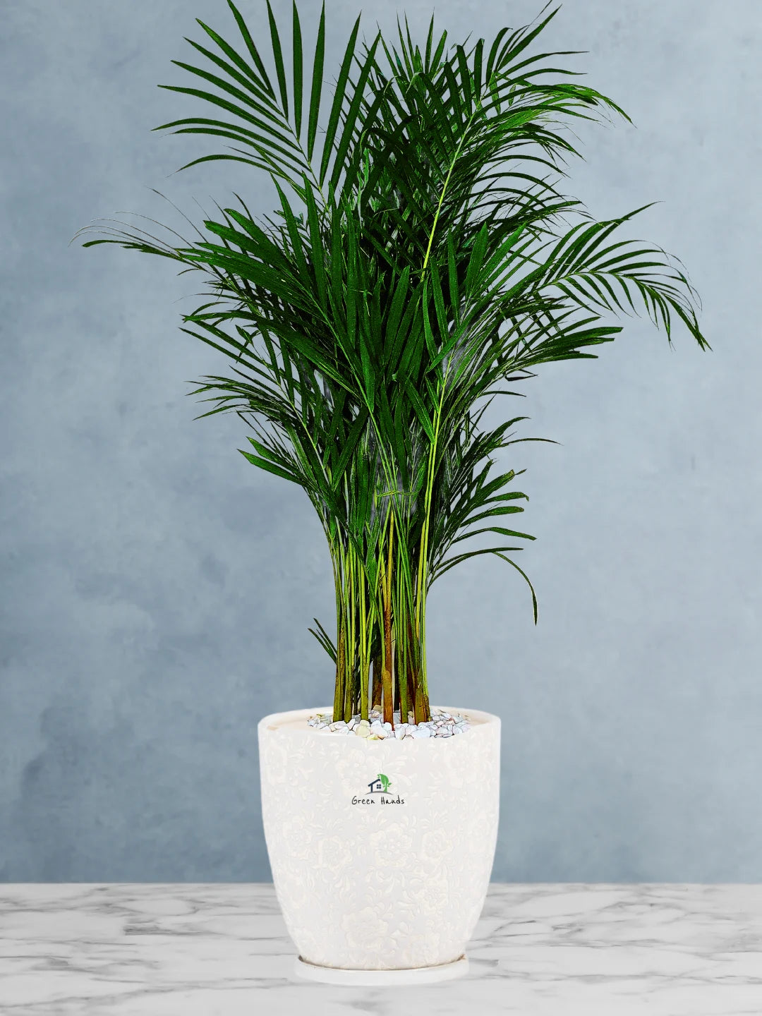 Large Potted Areca Palms - The Ultimate Air-Purifying Plant & Our Best Seller - Image 8