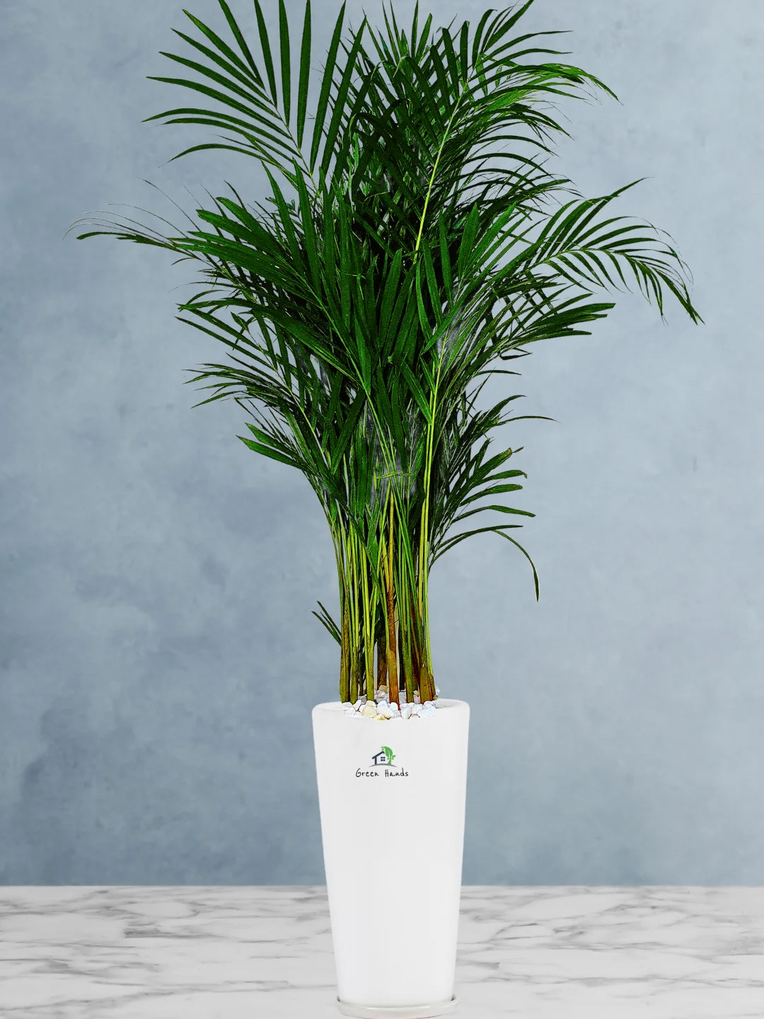 Large Potted Areca Palms - The Ultimate Air-Purifying Plant & Our Best Seller - Image 2