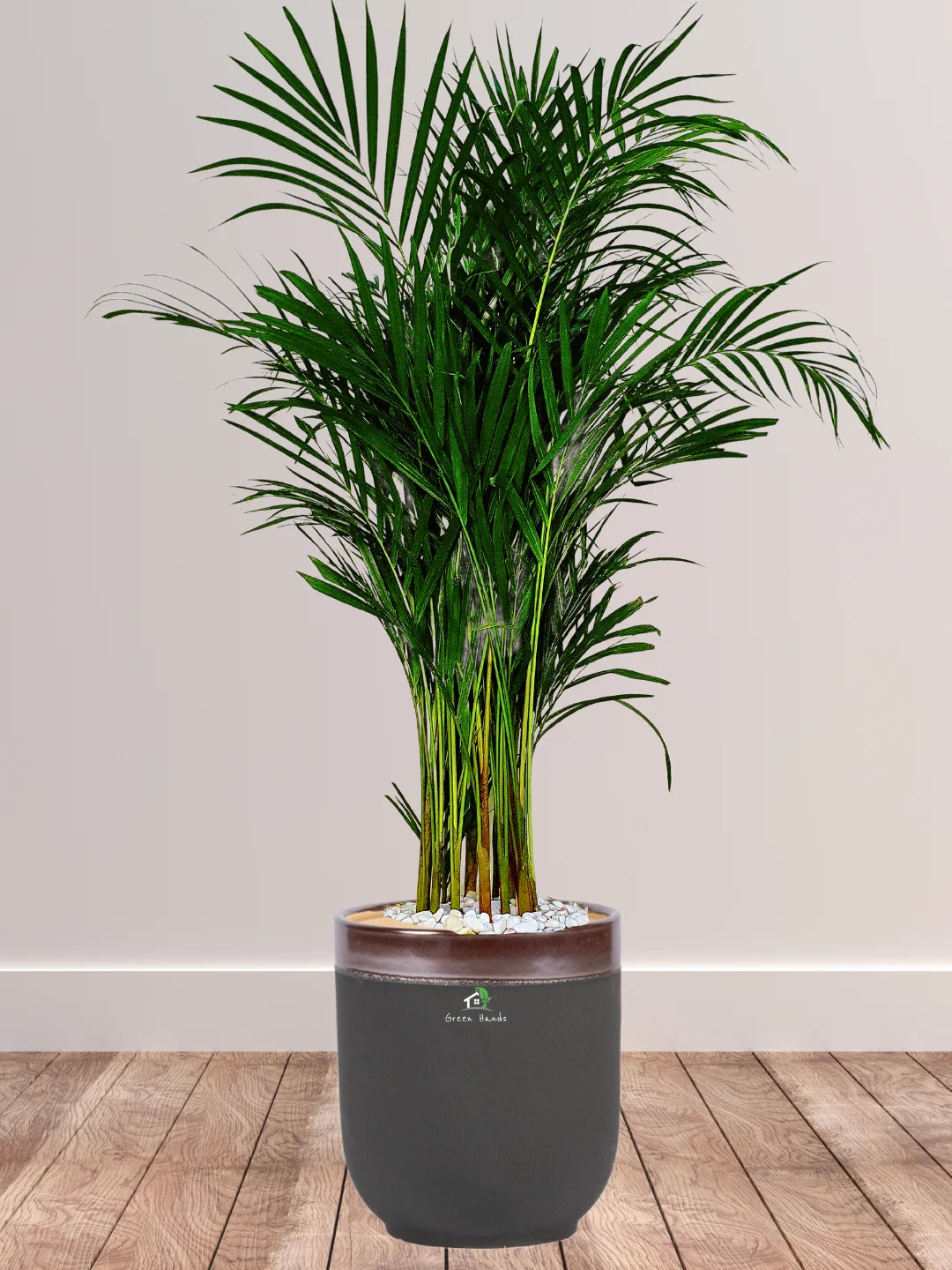 Large Potted Areca Palms - The Ultimate Air-Purifying Plant & Our Best Seller - Image 9