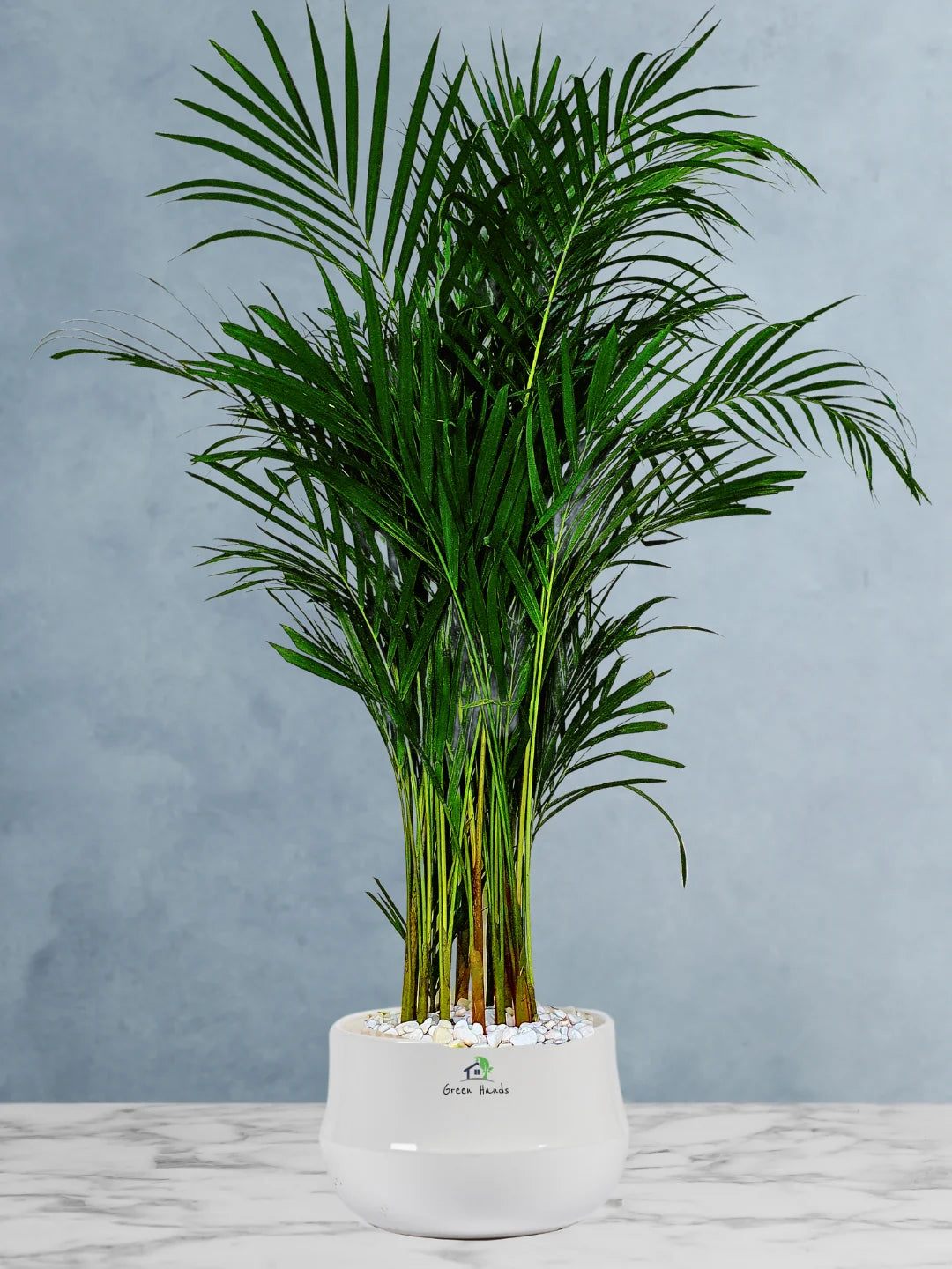 Large Potted Areca Palms - The Ultimate Air-Purifying Plant & Our Best Seller - Image 10