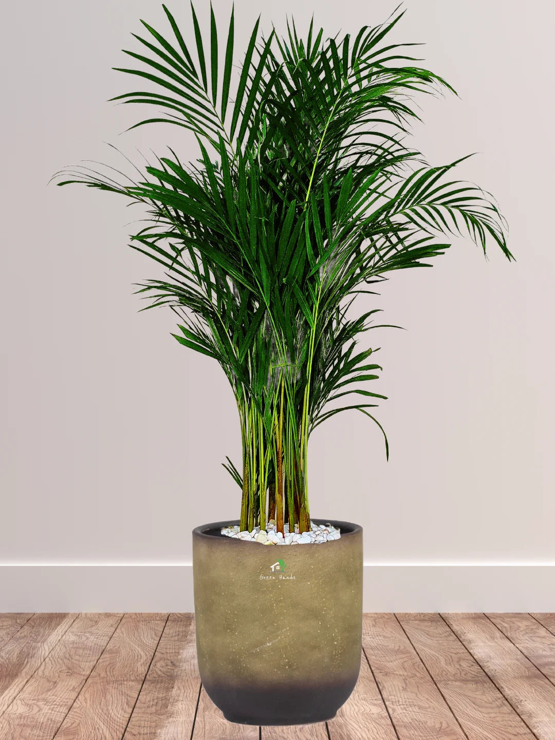 Large Potted Areca Palms - The Ultimate Air-Purifying Plant & Our Best Seller - Image 11