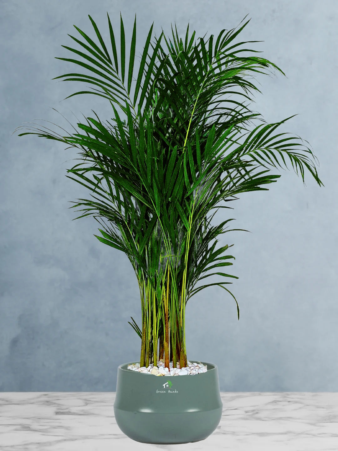Large Potted Areca Palms - The Ultimate Air-Purifying Plant & Our Best Seller - Image 12