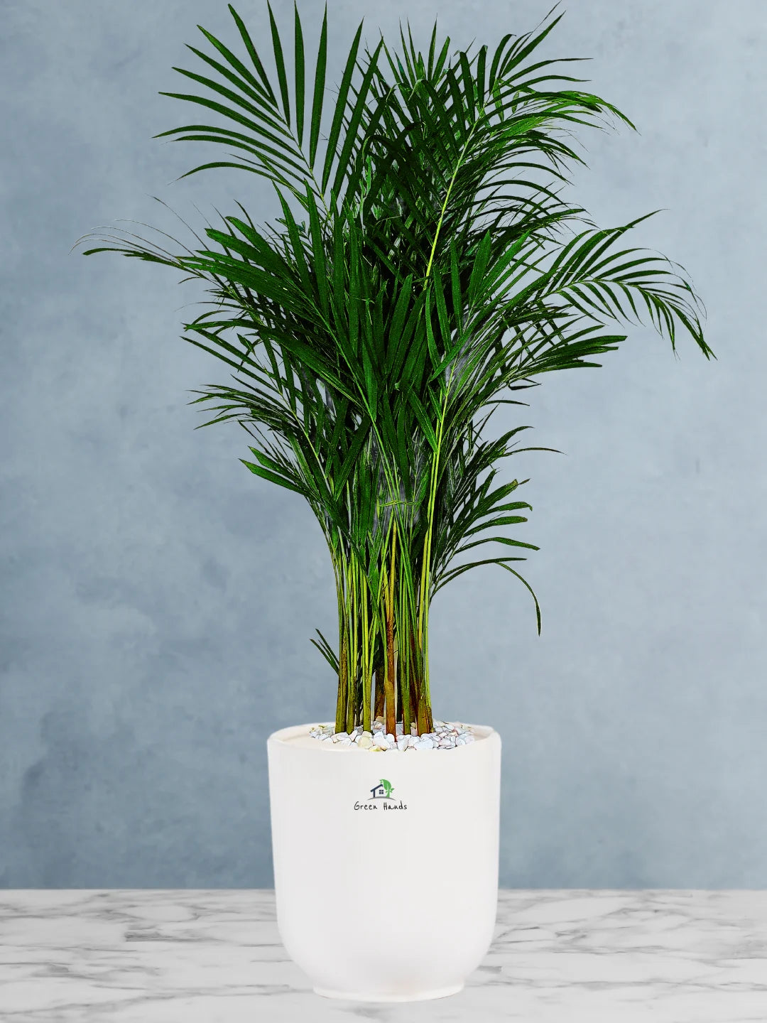 Large Potted Areca Palms - The Ultimate Air-Purifying Plant & Our Best Seller - Image 13