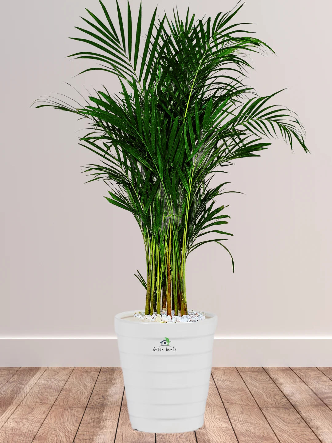 Large Potted Areca Palms - The Ultimate Air-Purifying Plant & Our Best Seller - Image 14
