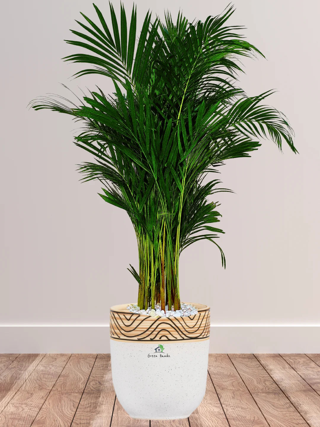 Large Potted Areca Palms - The Ultimate Air-Purifying Plant & Our Best Seller - Image 16