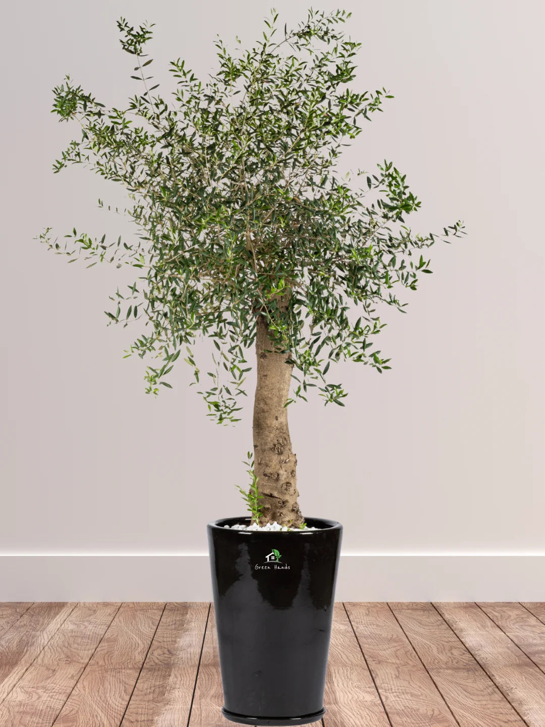 Potted Indoor Mature Olive Tree 180-200 cm Premium Ceramic Black Pot