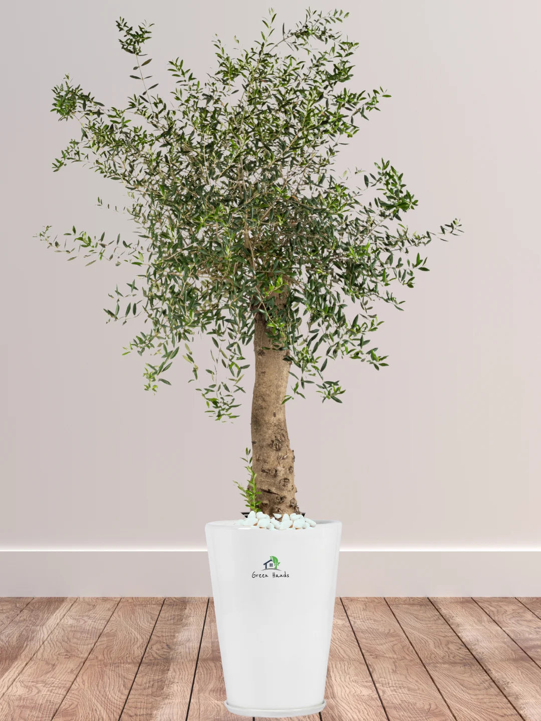 Potted Indoor Mature Olive Tree 180-200 cm Premium Ceramic White Pot