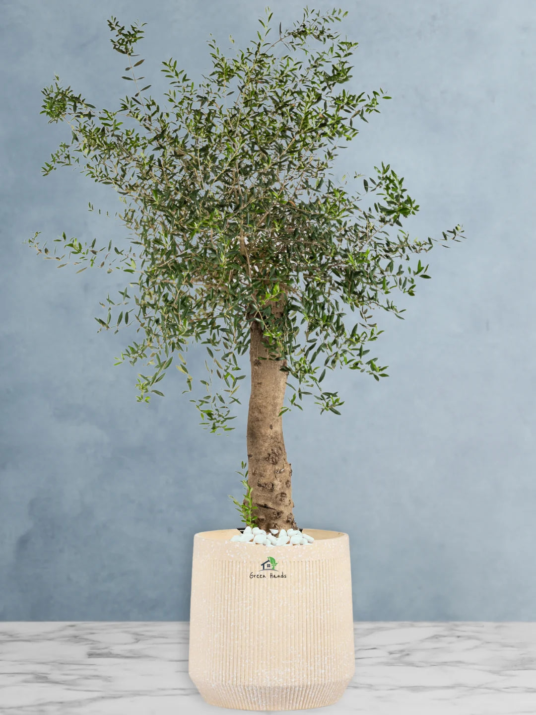Potted Indoor Mature Olive Tree 180-200 cm Premium Fiber Beige Pot