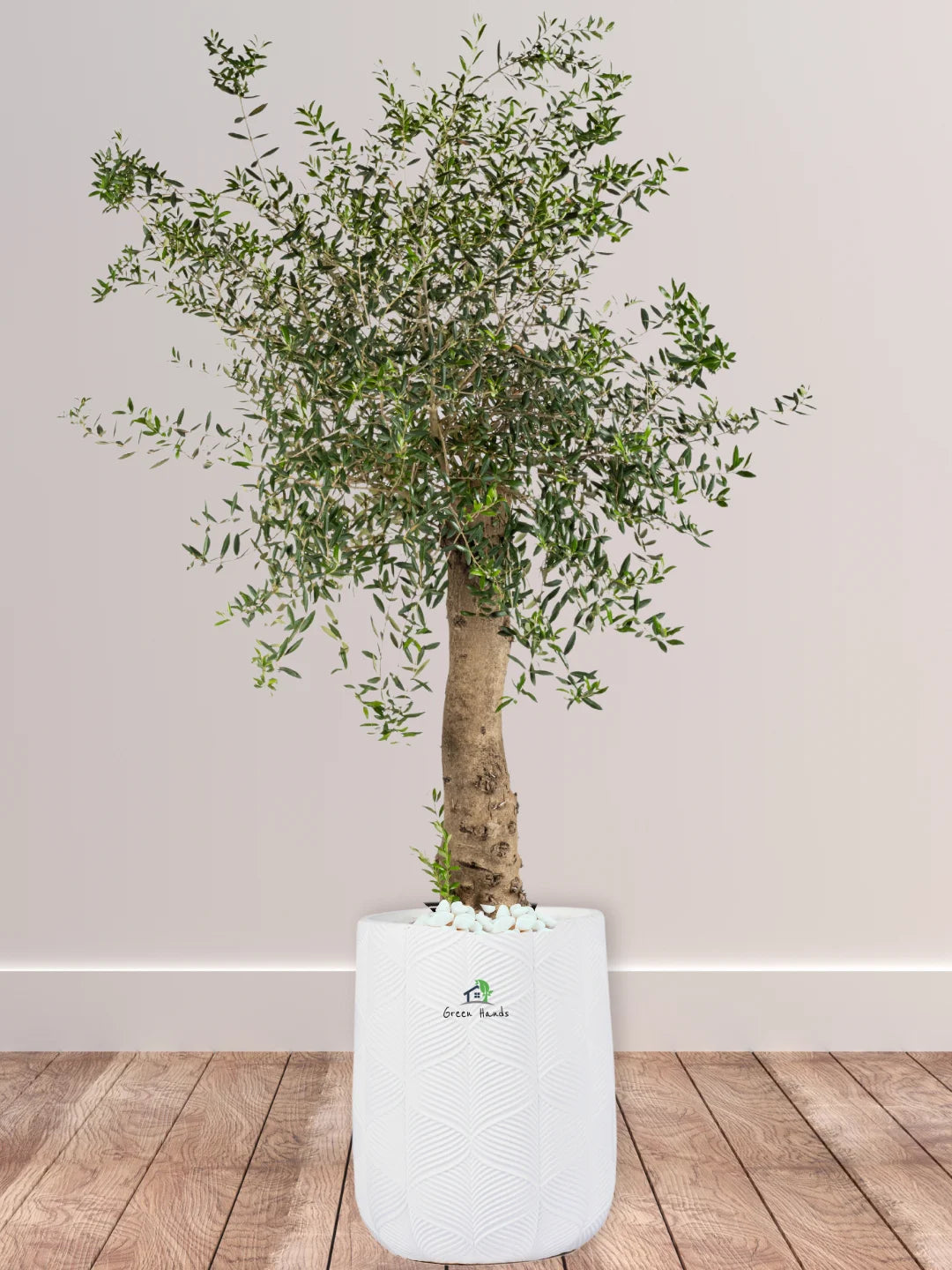Potted Indoor Mature Olive Tree 180-200 cm Premium Fiber White Pot
