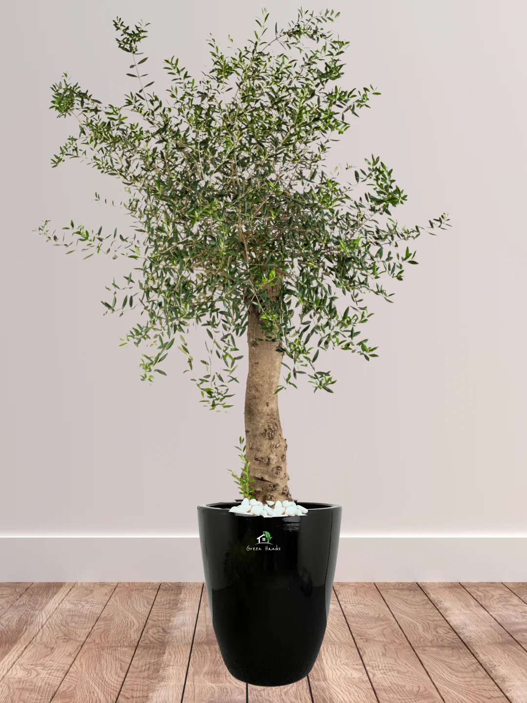 Potted Indoor Mature Olive Tree 180-200 cm Standard Ceramic Black Pot