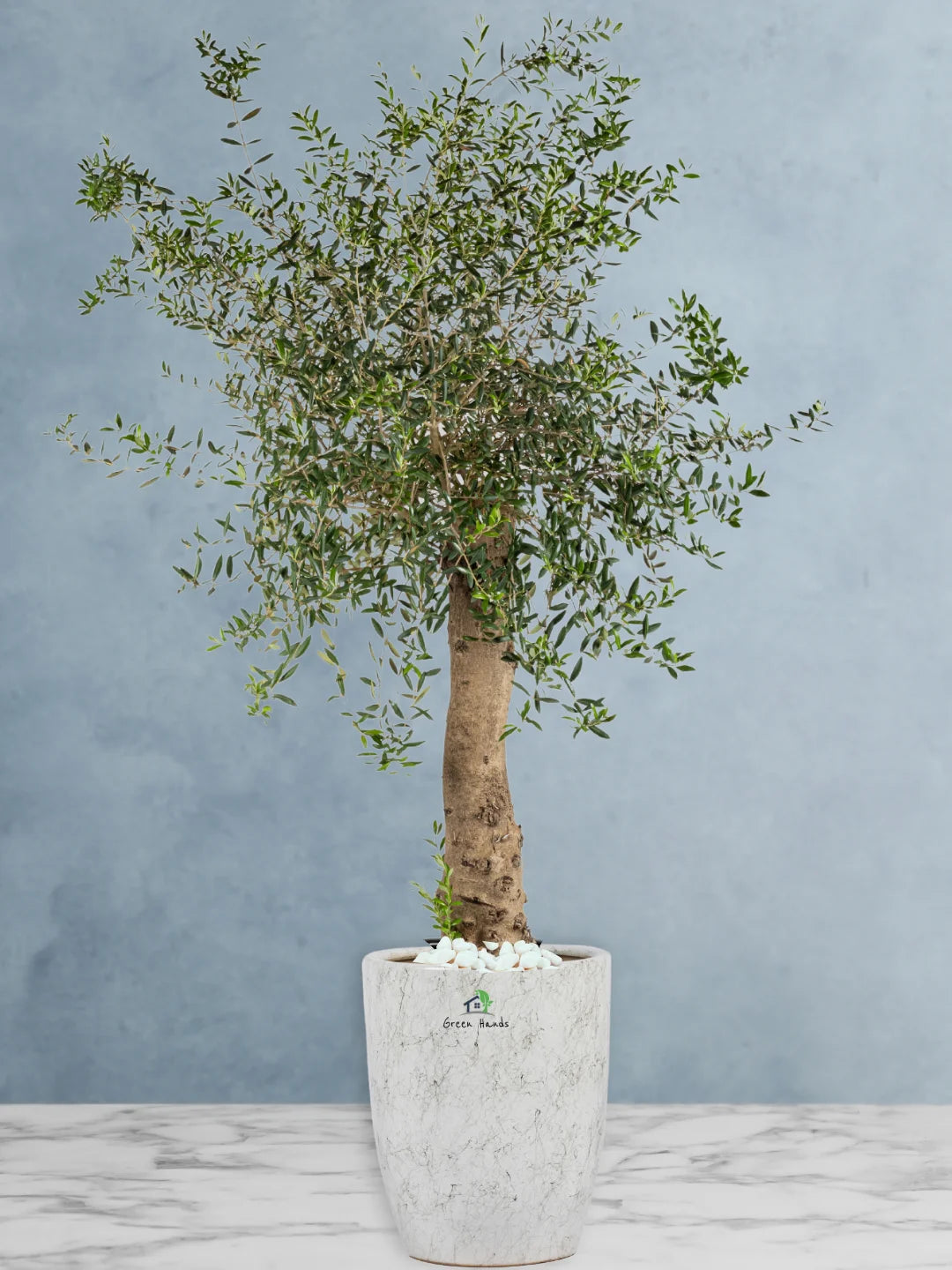 Potted Indoor Mature Olive Tree 180-200 cm Standard Ceramic Marble Grey Pot