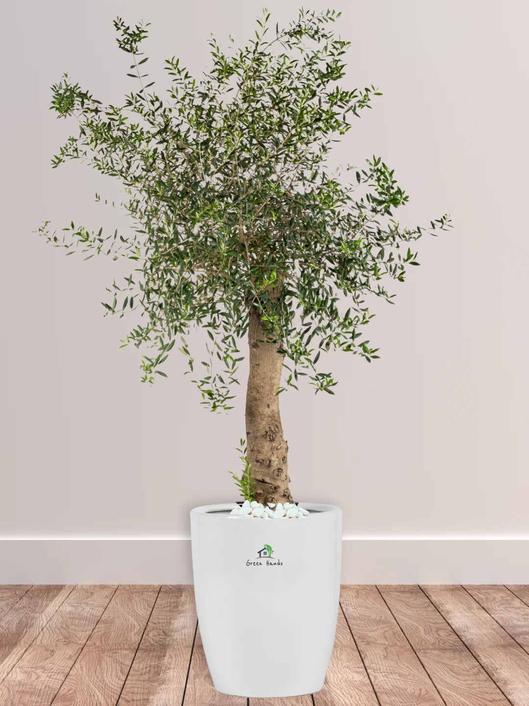 Mature Olive Tree: A Symbol of Resilience for Your Indoor Space - Image 10