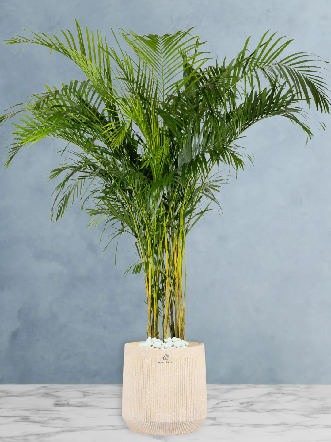 Potted XXL Areca Palm 220-240 cm Fiber Beige Pot
