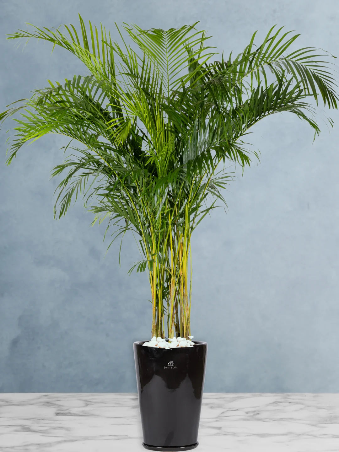 Potted XXL Areca Palm 220-240 cm Premium Ceramic Black Pot