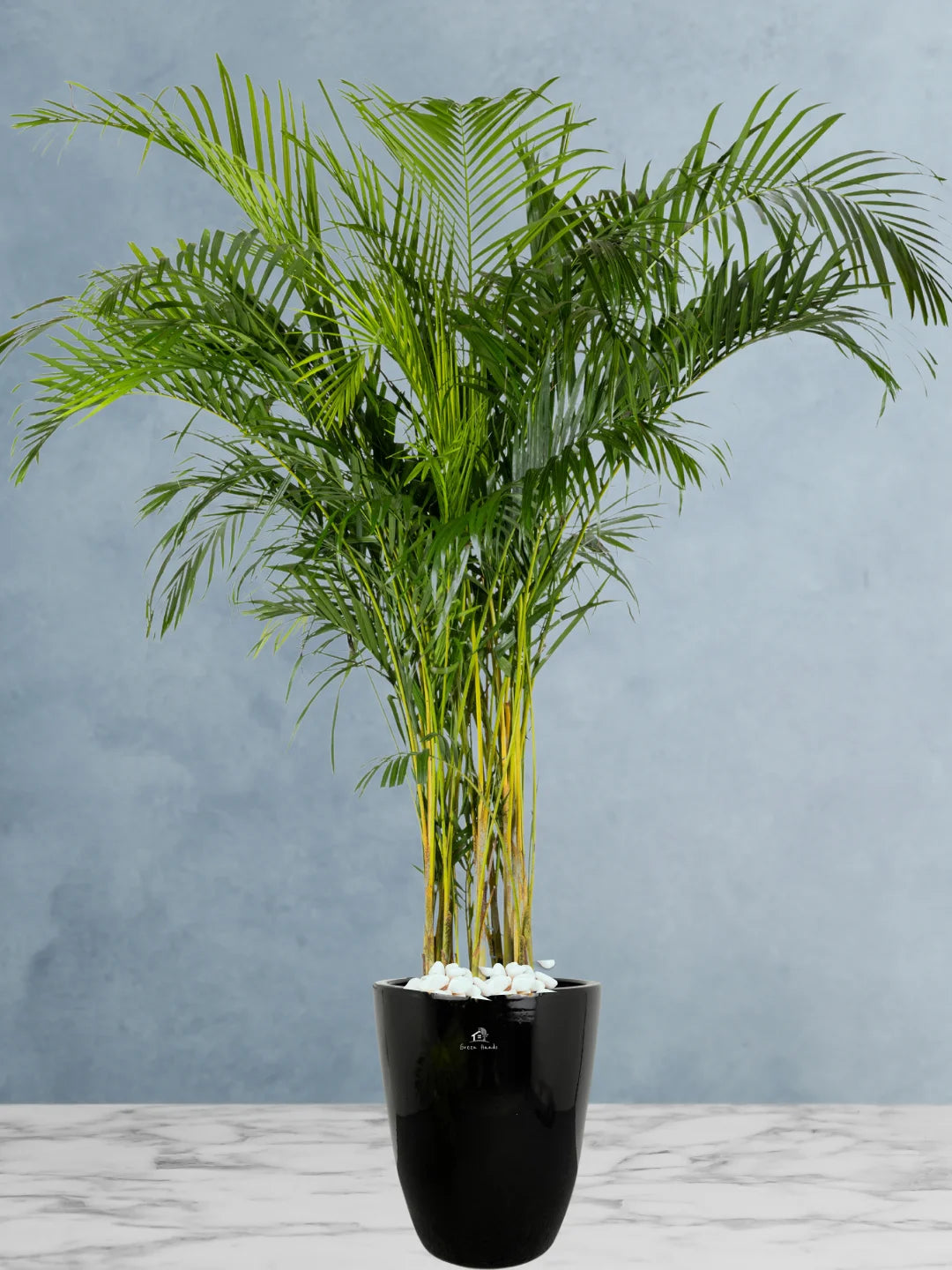 Potted XXL Areca Palm 220-240 cm Regular Ceramic Black Pot