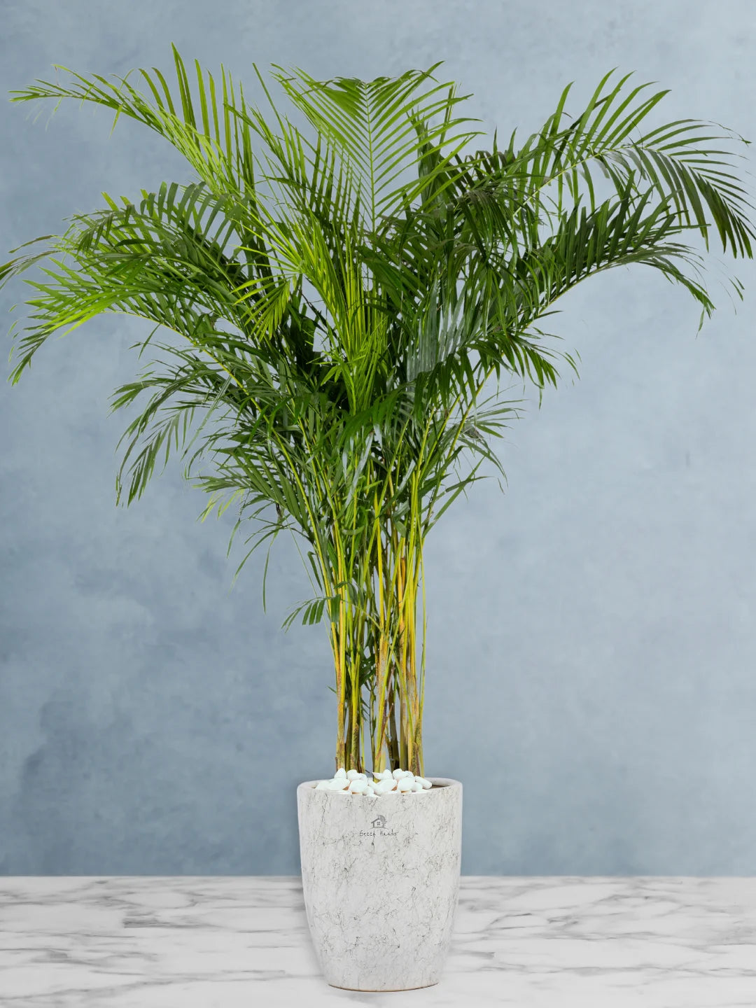 Potted XXL Areca Palm 220-240 cm Regular Ceramic Marble Grey Pot