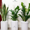 SnakeZZPL Low-Light, Low-Maintenance Potted Plant Bundle: ZZ Plant, Snake Plant & Peace Lily Planted in Glossy White Pot