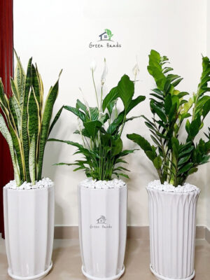 SnakeZZPL Low-Light, Low-Maintenance Potted Plant Bundle: ZZ Plant, Snake Plant & Peace Lily Planted in Glossy White Pot