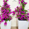 SquarePic_20211120_11535158_71a1eab7-e30e-460f-b397-b61c622ea076 dubai garden center Bright Purple Bougainvillea plant | Potted in Glossy White Ceramic Pot green hands