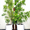 XLBarrierPlants One Potted XL Barrier/ Privacy Plant 200cm+ Planted in Ceramic Pot White Pot