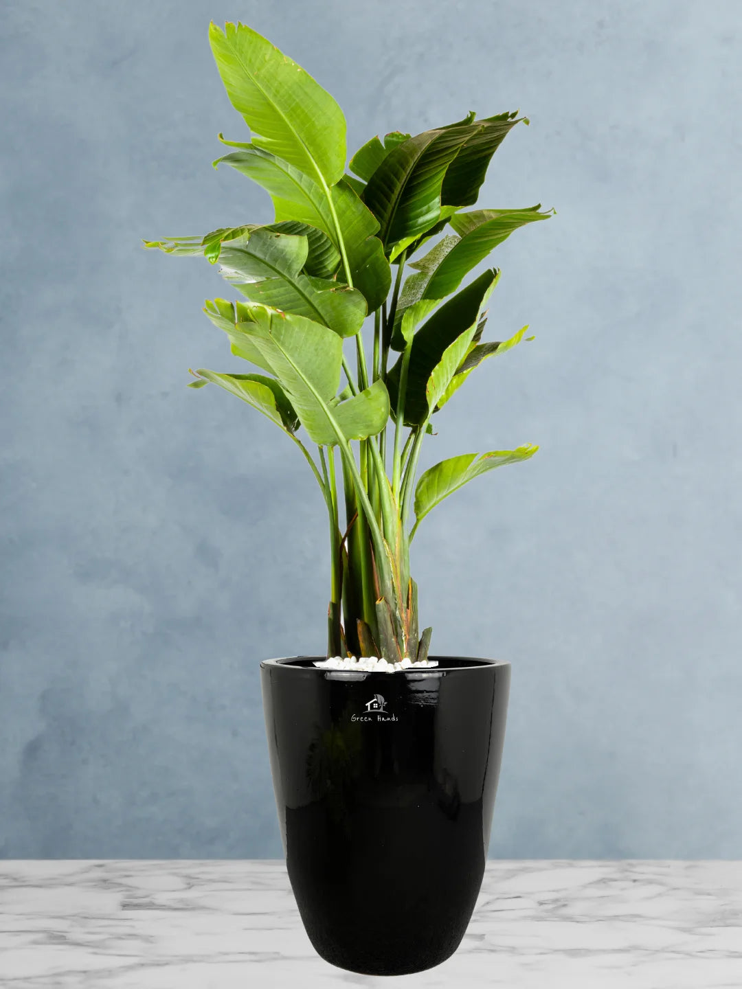 Potted XL Bird of Paradise or Strelitzia Nicolai - Image 4