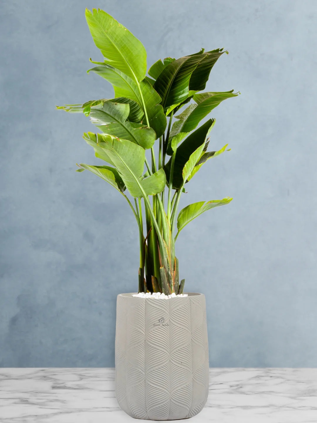 Potted XL Bird of Paradise or Strelitzia Nicolai - Image 5