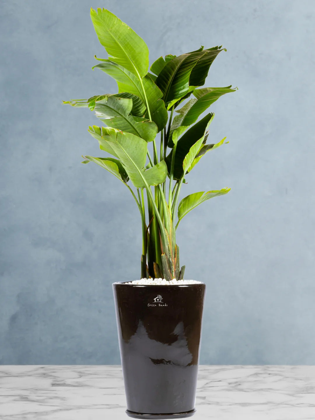 Potted XL Bird of Paradise or Strelitzia Nicolai