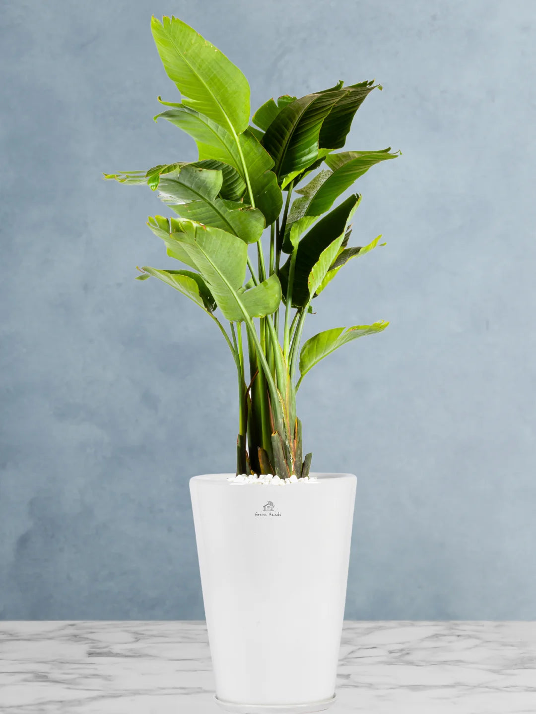 Potted XL Bird of Paradise or Strelitzia Nicolai - Image 2