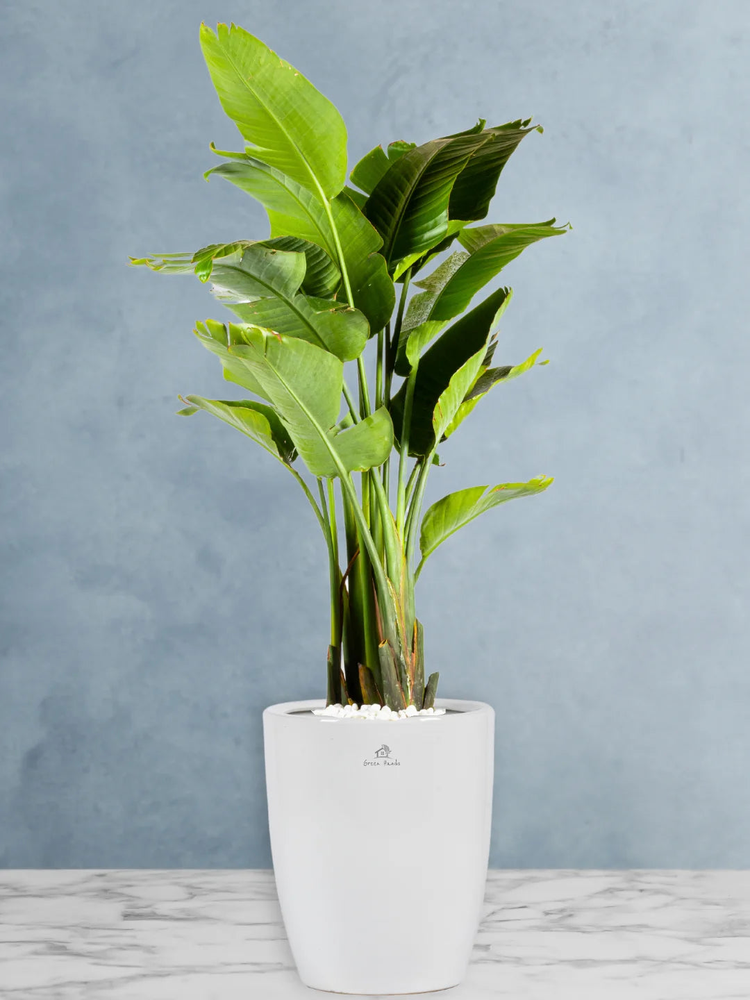 Potted XL Bird of Paradise or Strelitzia Nicolai - Image 9