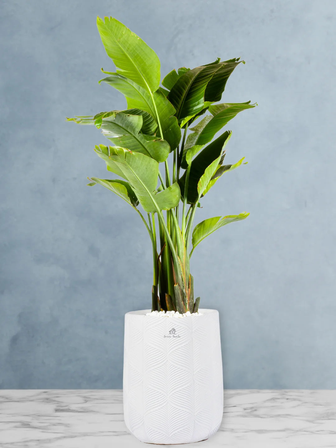 Potted XL Bird of Paradise or Strelitzia Nicolai - Image 10