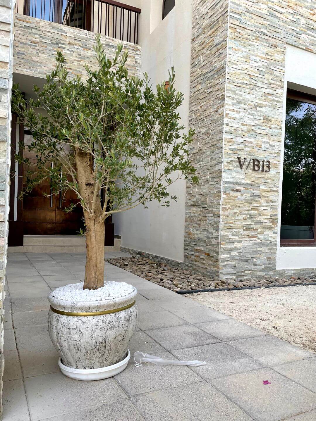 Potted Outdoor Olive Tree