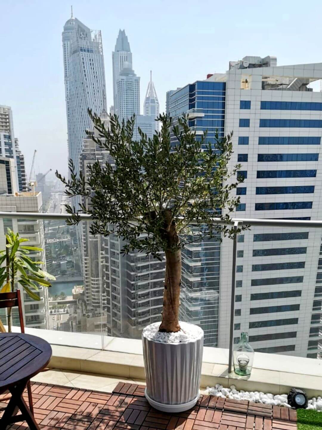 Potted Outdoor Olive Tree