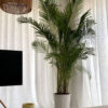 XXLarecapalminxlwhiteceramicpot Potted XXL Areca Palm 220-240 cm Regular Ceramic White Pot