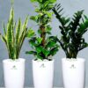 ZZPlant_SnakePlant_MoneyPlant-TallWhite