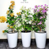 colorfulbougainvilleainlargeceramicpot_15e8b8eb-ee6b-4398-9f8c-01c53ef1c66c Potted Multicolor Bougainvillea | Three Plants Bundle