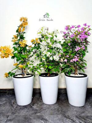 Potted Multicolor Bougainvillea | Three Plants Bundle