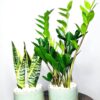 lowlightplantsduoingreenwovenpatternceramicpots-snakeandzz Potted Snake & ZZ | Two Plants Bundle Planted in Grey Pot