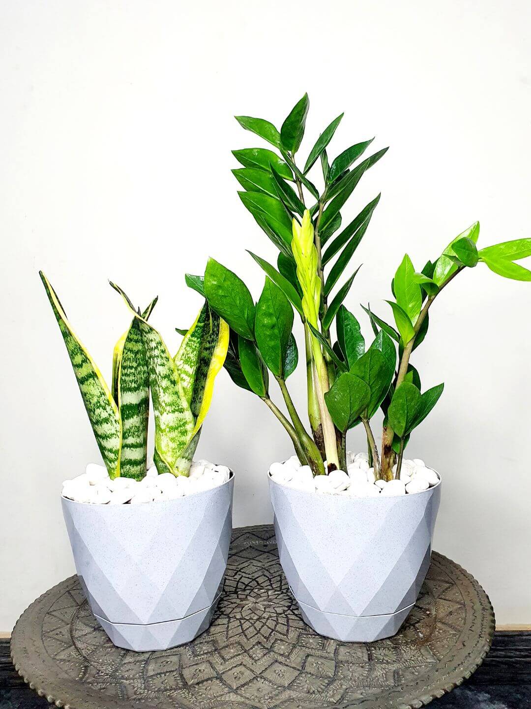 Potted Snake & ZZ | Two Plants Bundle