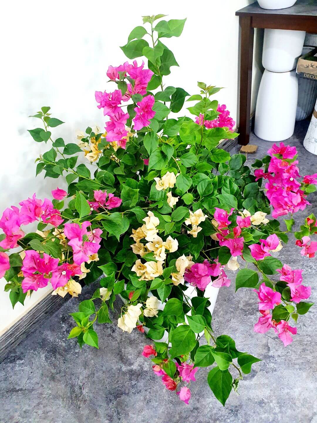 Potted XL Multi Color Bougainvillea