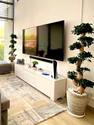 Potted XL Bonsai Tree - S Shape Planted in Ceramic White Shallow Pot with Pebbles Topping