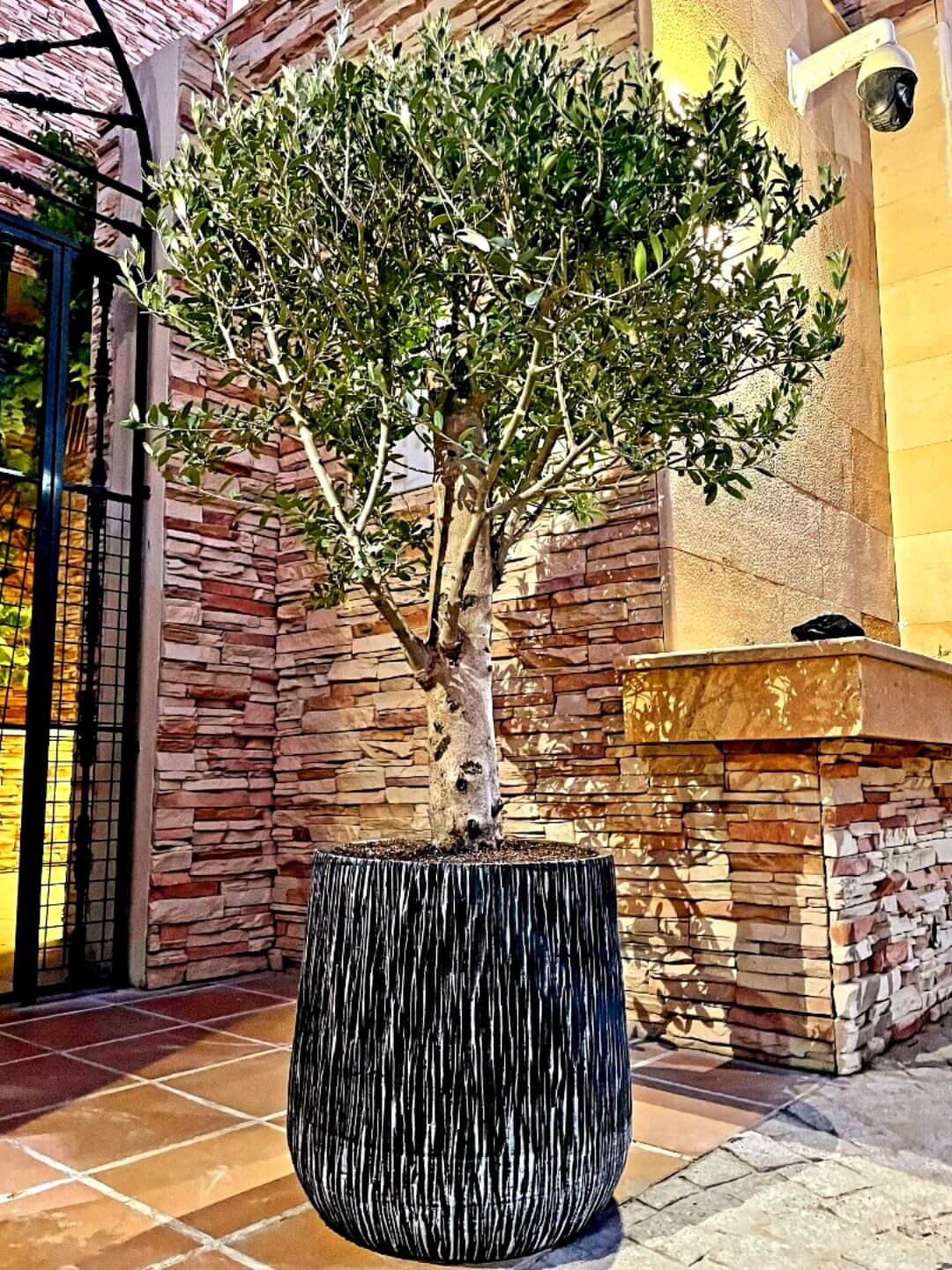 Potted Outdoor Olive Tree Planted in Ceramic Pot Pot